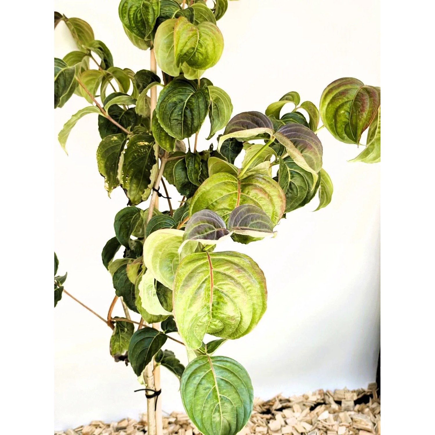 Baumfink Japanischer Blumen Hartriegel Rosy Teacups als Topfpflanze 60-80cm_5