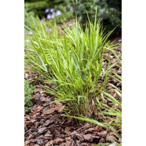Japanisches Waldgras (Hakonechloa macra) im 9x9 cm Topf, grüne Blätter im Gartenbeet.