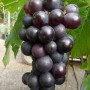 Blaue Weinrebe Venus (Vitis vinifera) mit reifen, saftigen Trauben.