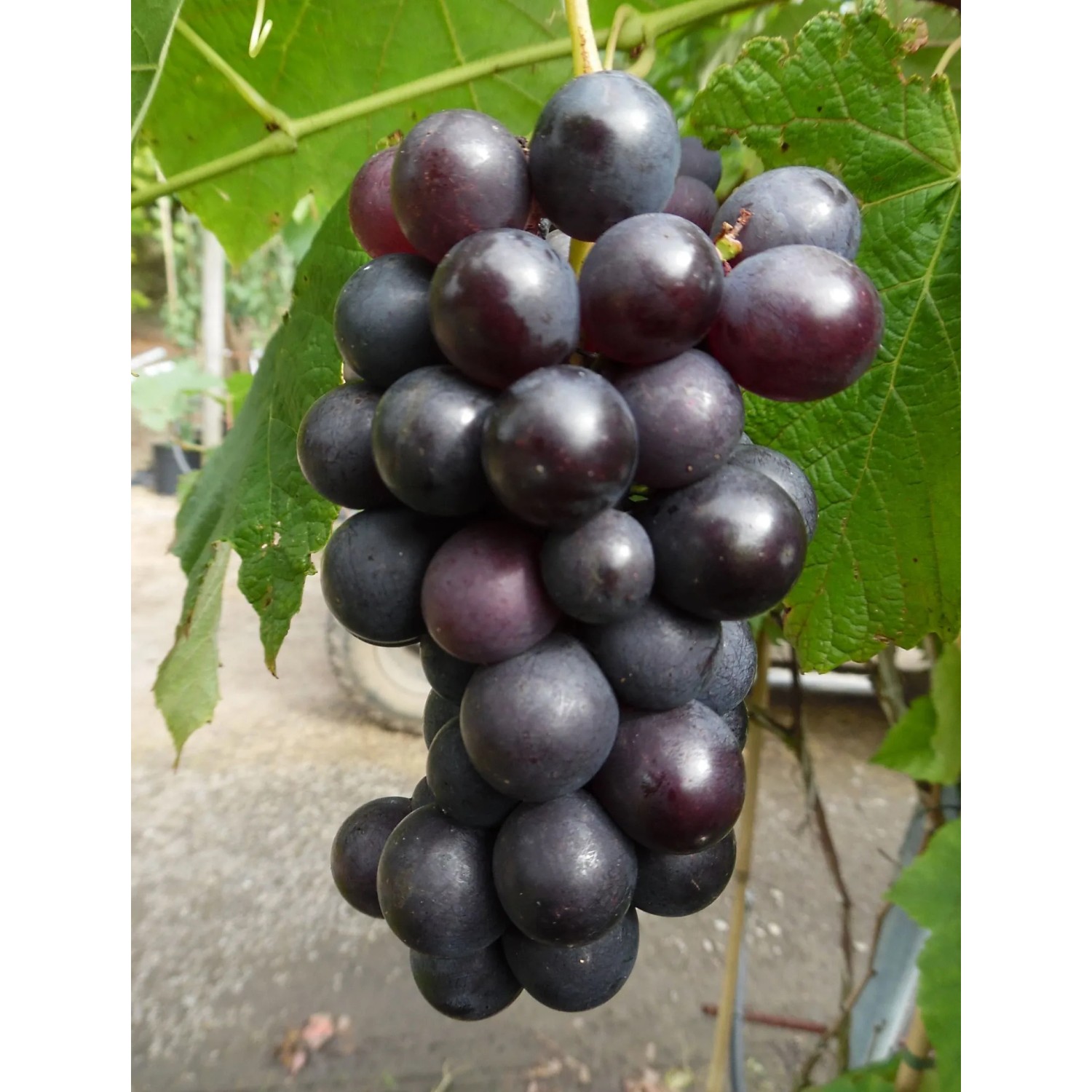 Weinrebe Venus, blau 60 - 80 cm Vitis vinifera