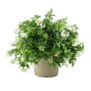 Buschiger Sommerjasmin (Solanum jasminoides) im Topf mit weißen Blüten, eine blühende Kübelpflanze von GROW by OBI.