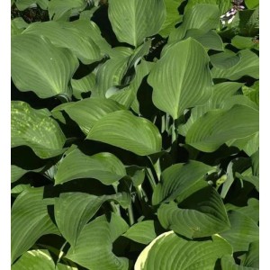 Nahaufnahme der grünen Blätter der Funkie Krossa Regel (Hosta nigrescens), einer beliebten Staude.