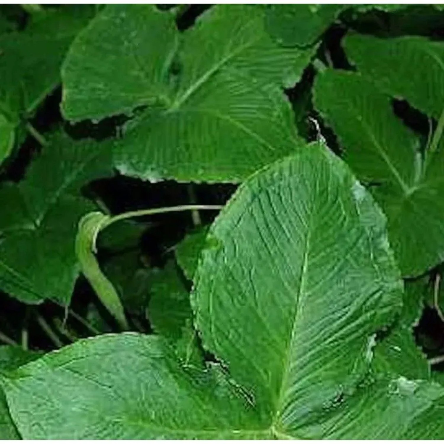 dreizählige Pinellie - Pinellia tripartita