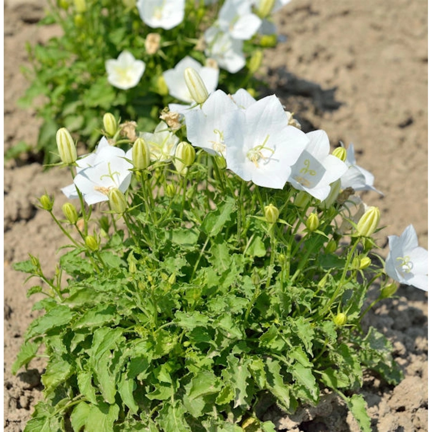 Karpaten Glockenblume Weiße Clips - Campanula carpatica günstig online kaufen