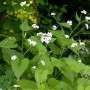 Mondviole (Lunaria Rediviva) im Topf mit zarten, lila Blüten und grünen Blättern.