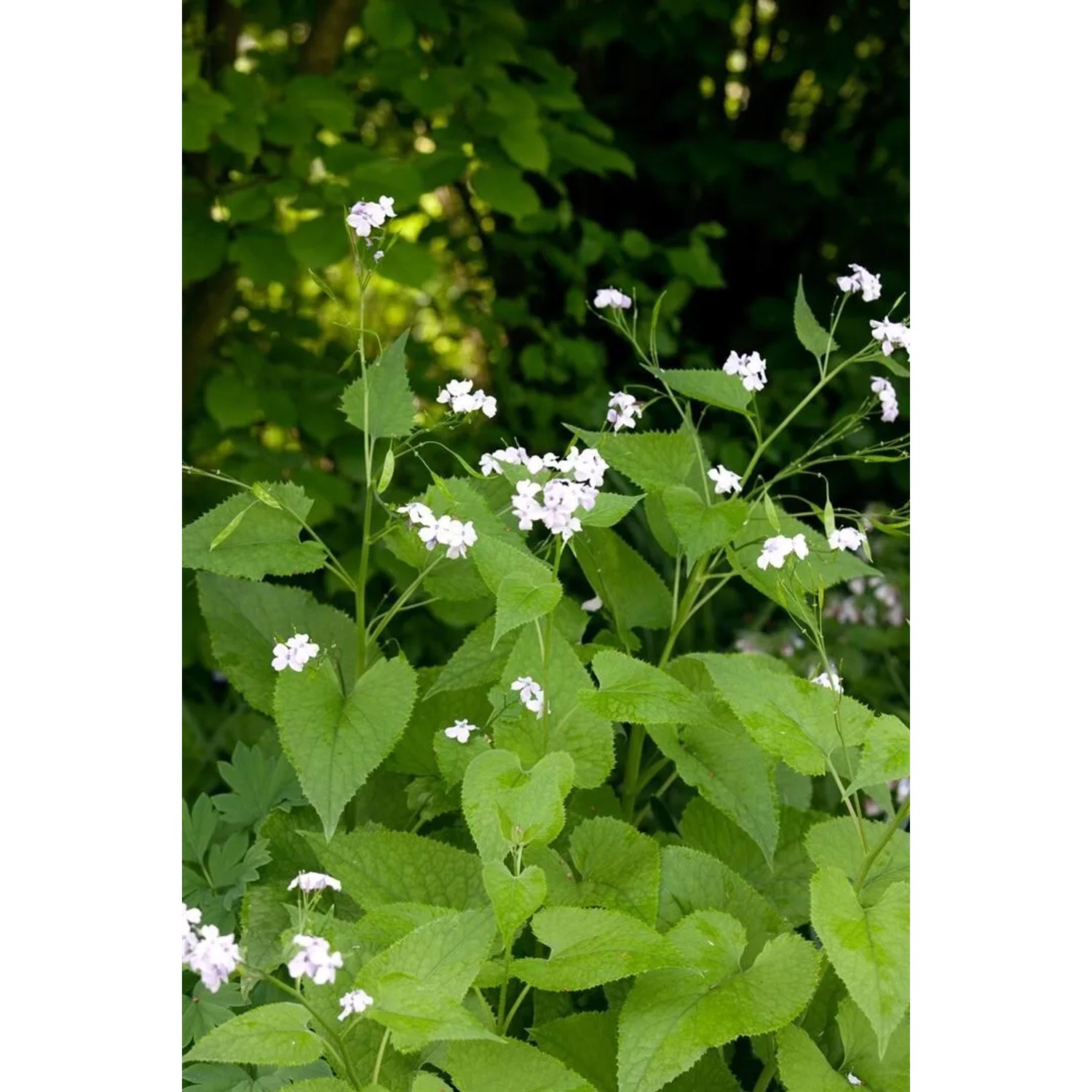 Mondviole (Lunaria Rediviva) im Topf mit zarten, lila Blüten und grünen Blättern.