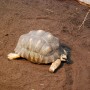 Landschildkröte auf Floragard Schildkröten-Substrat. Natürliches Einstreu für Reptilien im Terrarium.