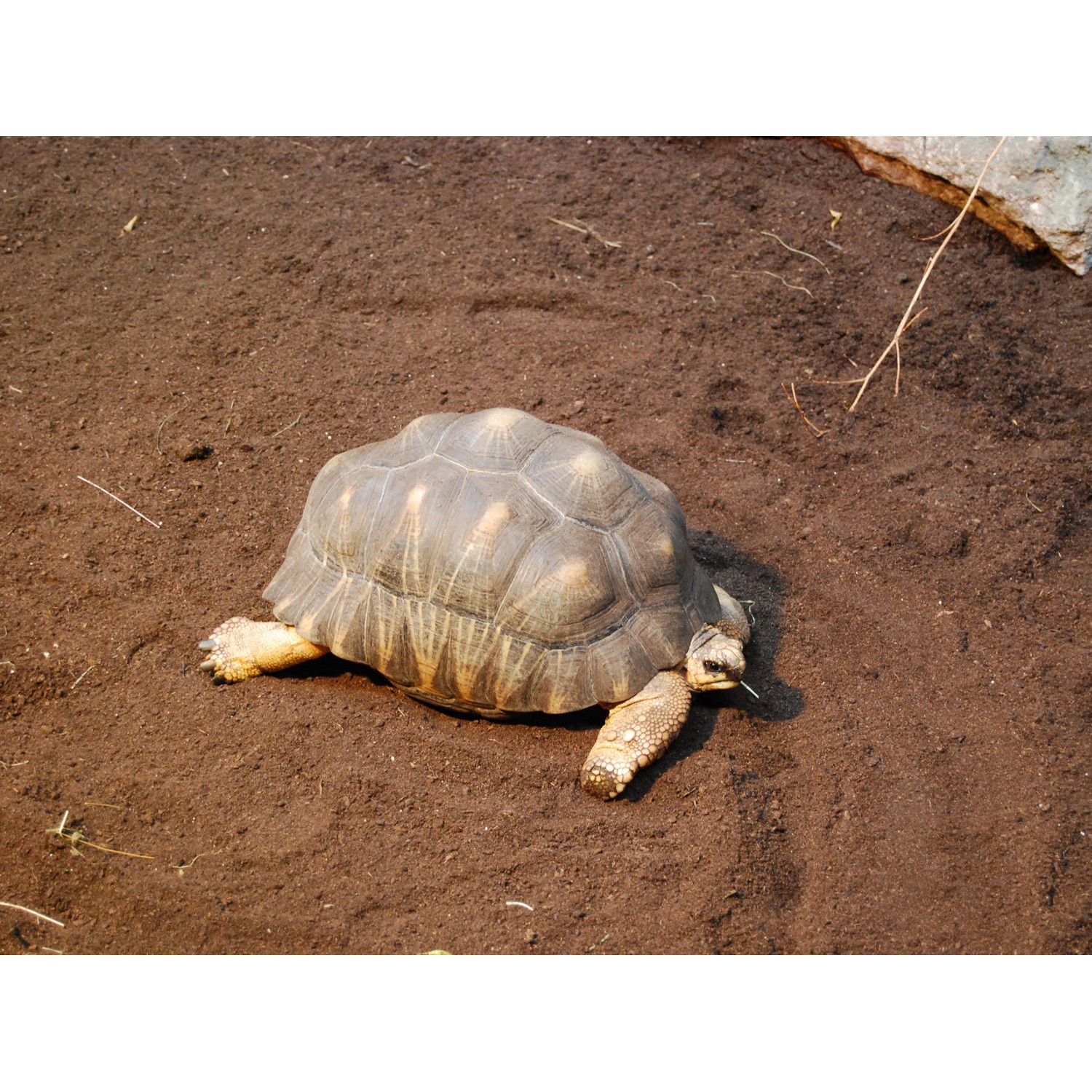 Landschildkröte auf Floragard Schildkröten-Substrat. Natürliches Einstreu für Reptilien im Terrarium.