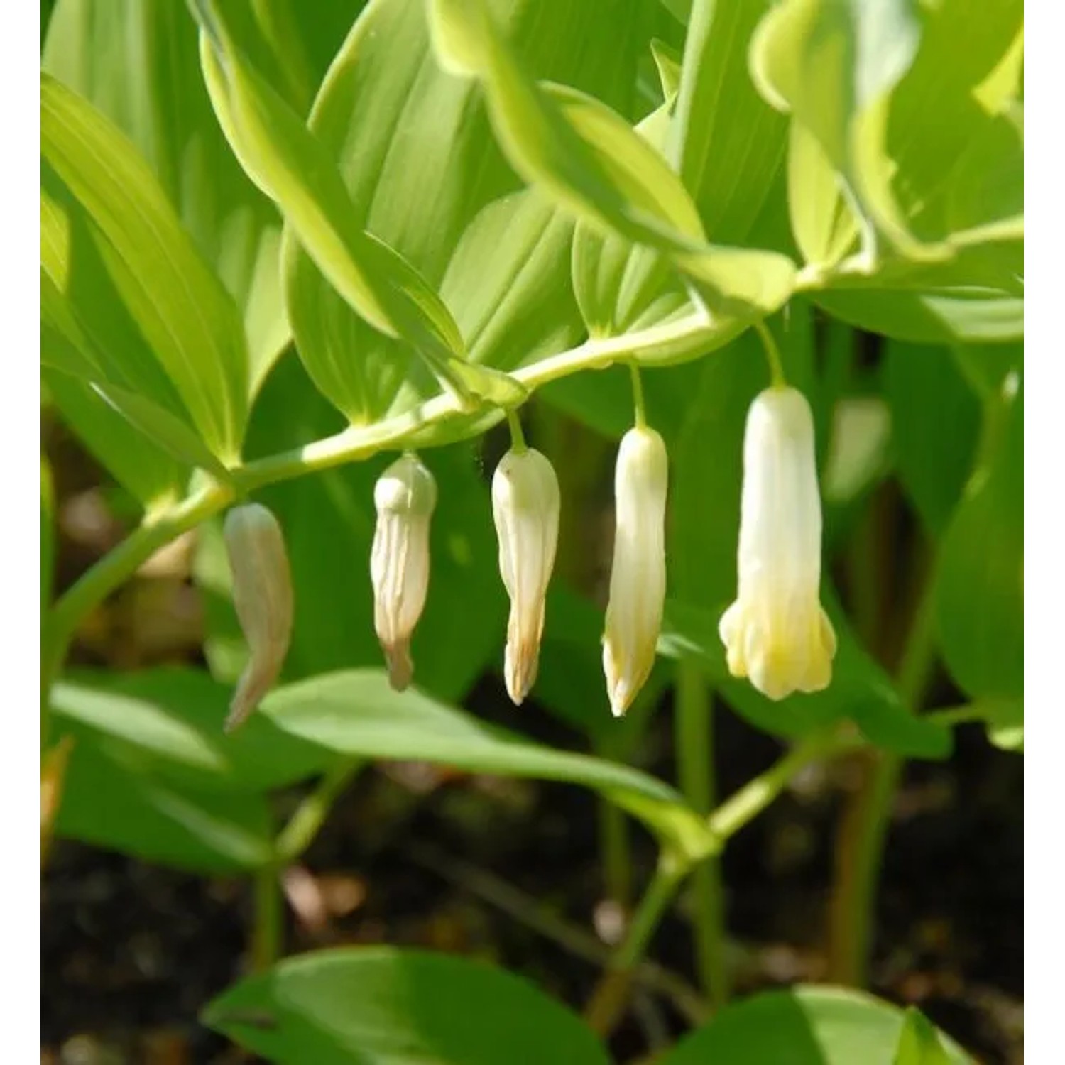 Amerikanische Weißwurz - Polygonatum commutatum