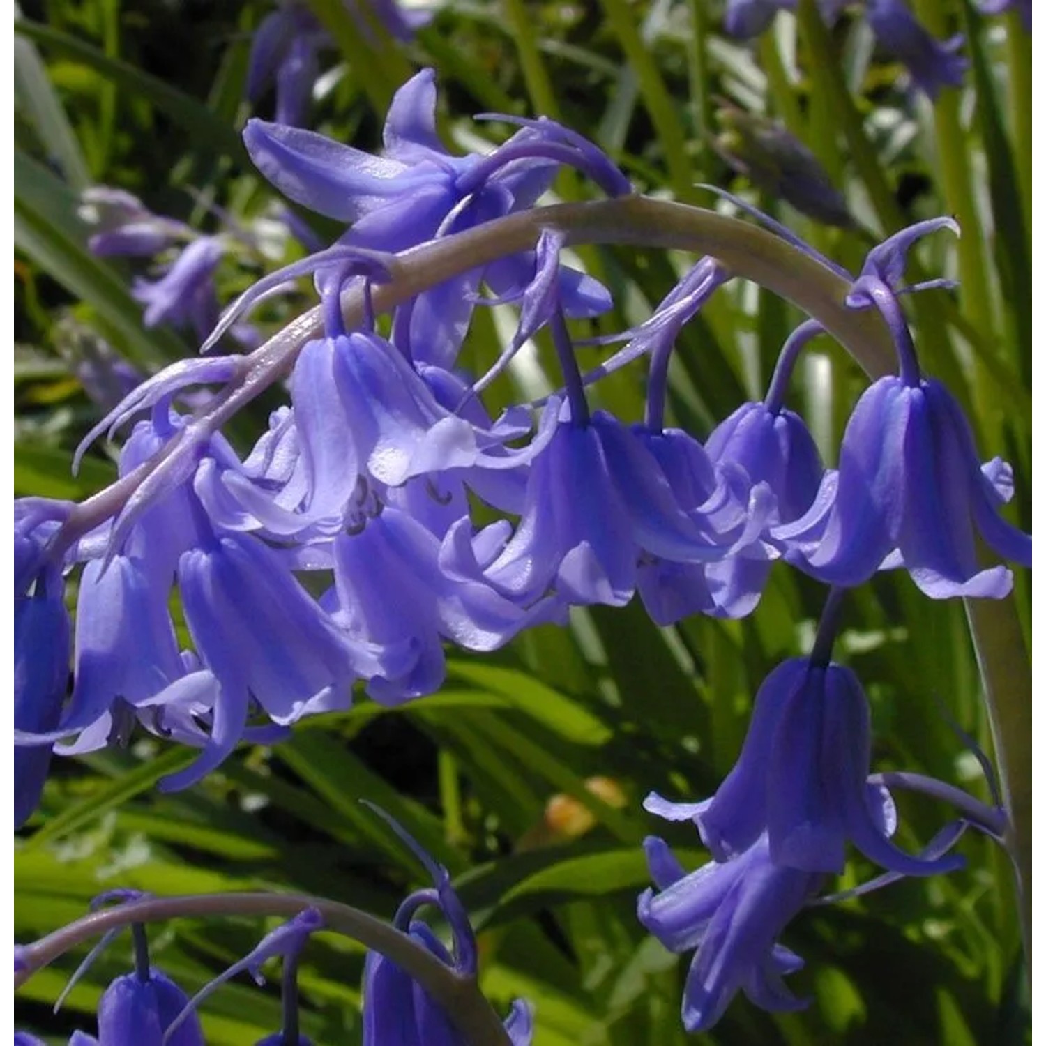 Glockenblaustern Blue Queen - Hyacinthoides hispanica