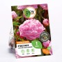 GROW by OBI Pfingstrose Sarah Bernhardt, rosa Blüte. Blumenzwiebel für Beet und Garten.
