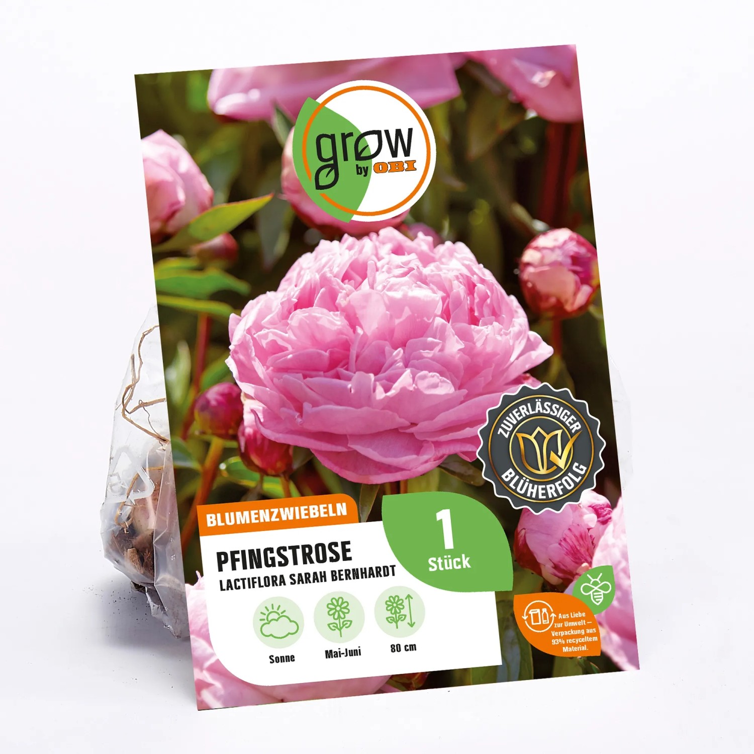 GROW by OBI Pfingstrose Sarah Bernhardt, rosa Blüte. Blumenzwiebel für Beet und Garten.