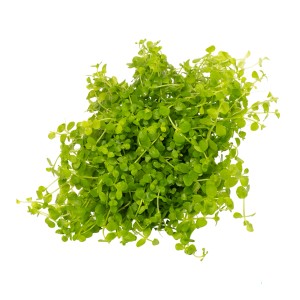 Stoffels Aquariumpflanze Micranthemum tweediei, grüne Vordergrundpflanze für Aquarien.