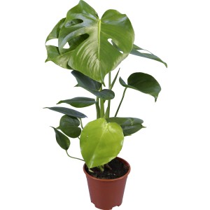 Monstera Deliciosa im Topf (Ø 12cm). Fensterblatt, grüne Zimmerpflanze.