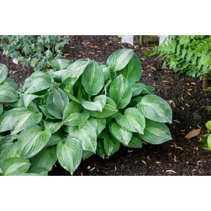 Buschige Hosta 'Striptease' mit grün-gelben Blättern im 11x11 cm Topf.