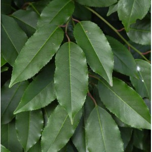 Nahaufnahme der glänzenden, grünen Blätter einer Portugiesischen Lorbeerkirsche (Prunus lusitanica).
