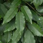 Nahaufnahme der glänzenden, grünen Blätter einer Portugiesischen Lorbeerkirsche (Prunus lusitanica).