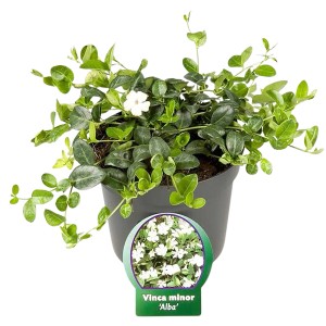 Kleinblättriges Immergrün Alba im Topf, Vinca minor mit weißen Blüten und grünen Blättern.