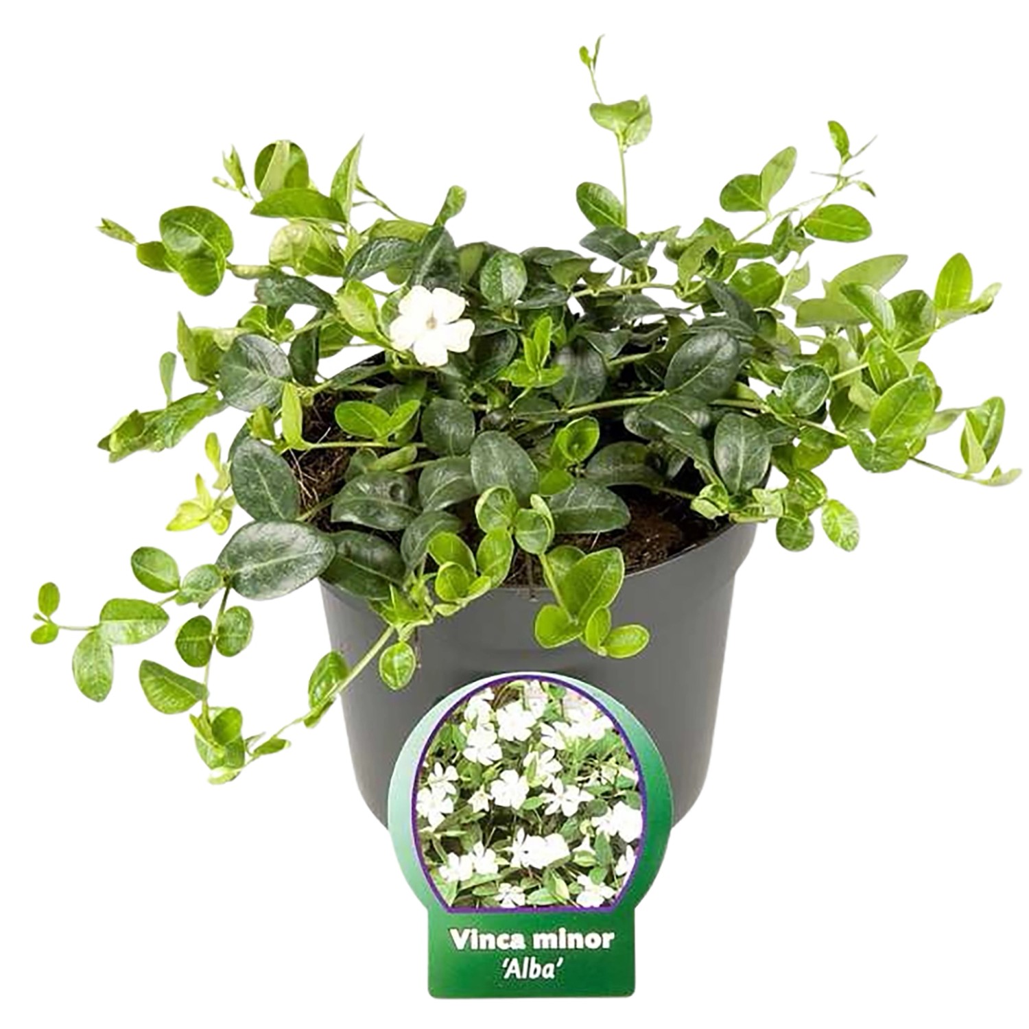 Kleinblättriges Immergrün Alba im Topf, Vinca minor mit weißen Blüten und grünen Blättern.