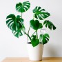 Transparente Bewässerungskugel aus Kunststoff in einer grünen Monstera-Pflanze im weißen Topf. Selbstbewässernde Gießhilfe.
