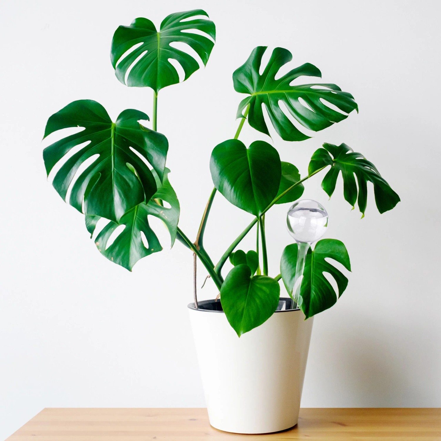 Transparente Bewässerungskugel aus Kunststoff in einer grünen Monstera-Pflanze im weißen Topf. Selbstbewässernde Gießhilfe.