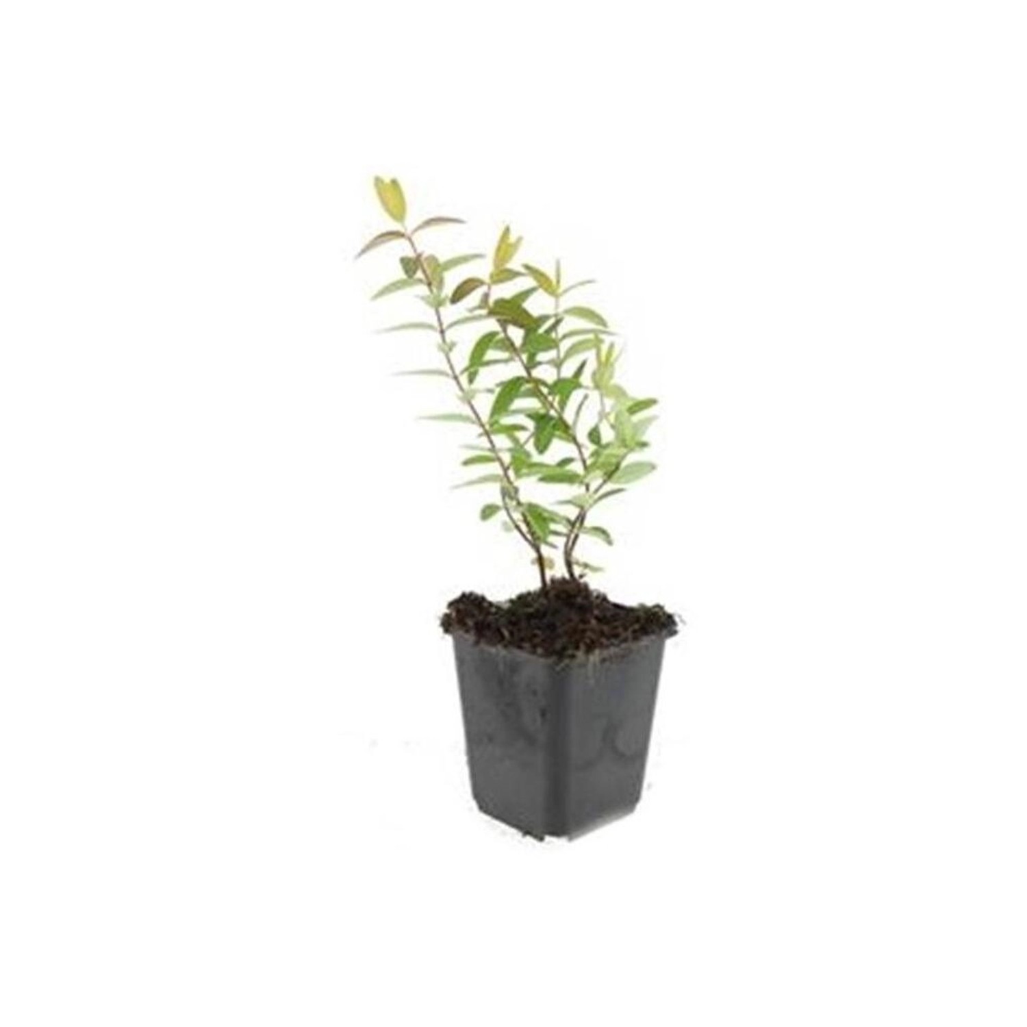 Exotenherz Bodendecker Großblumiges Johanniskraut Hypericum Hidcote 9cm Top günstig online kaufen