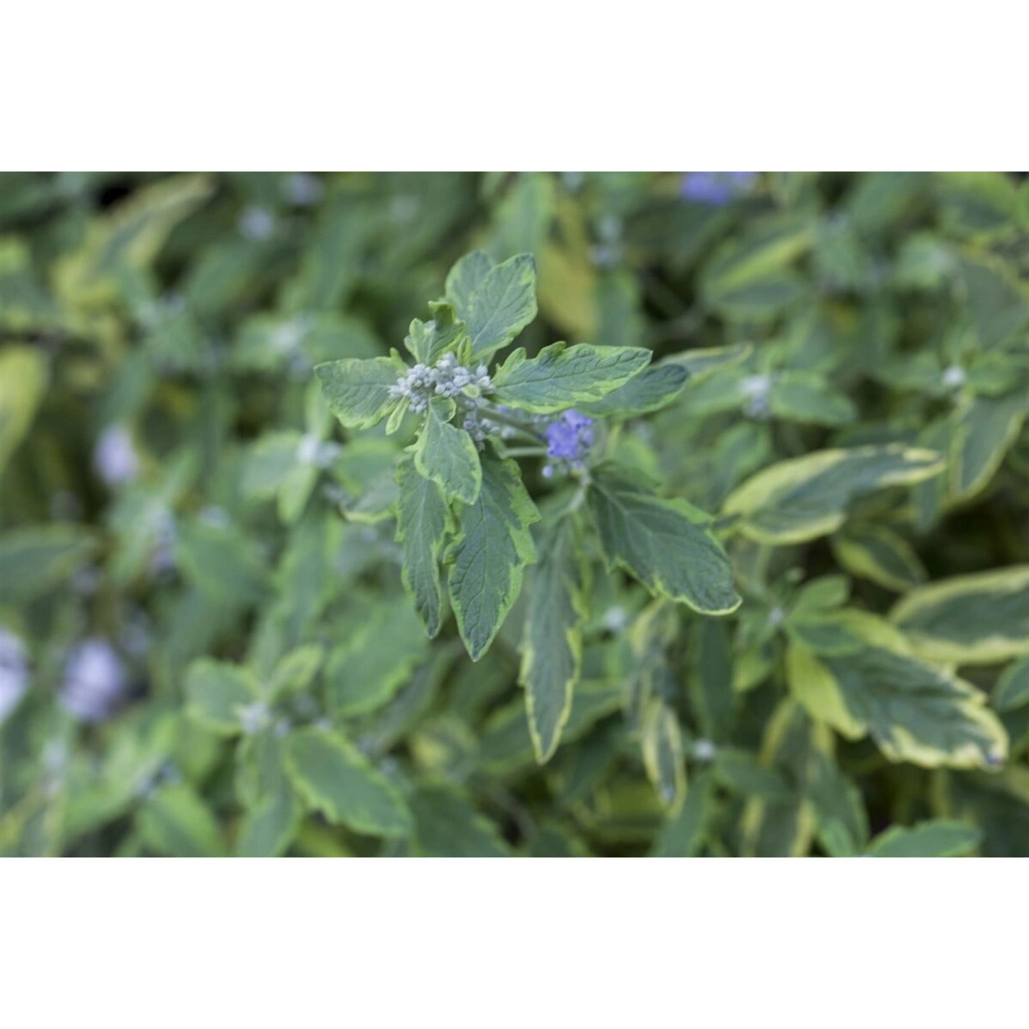 Caryopteris Clandonensis Bartblume Summer Sorbet S 40-60 cm günstig online kaufen