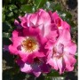 Nahaufnahme der rosa-weißen Bodendeckerrose Dolomiti mit grünen Blättern.