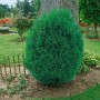 Blaue Scheinzypresse 'Tharandtensis Caesia' (50 cm Stammhöhe) im Garten.