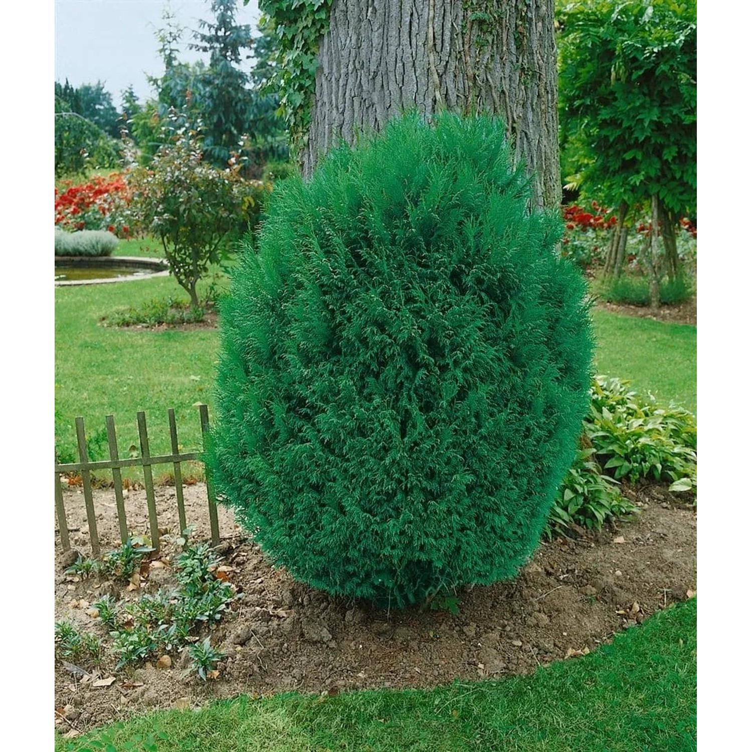 Blaue Scheinzypresse 'Tharandtensis Caesia' (50 cm Stammhöhe) im Garten.