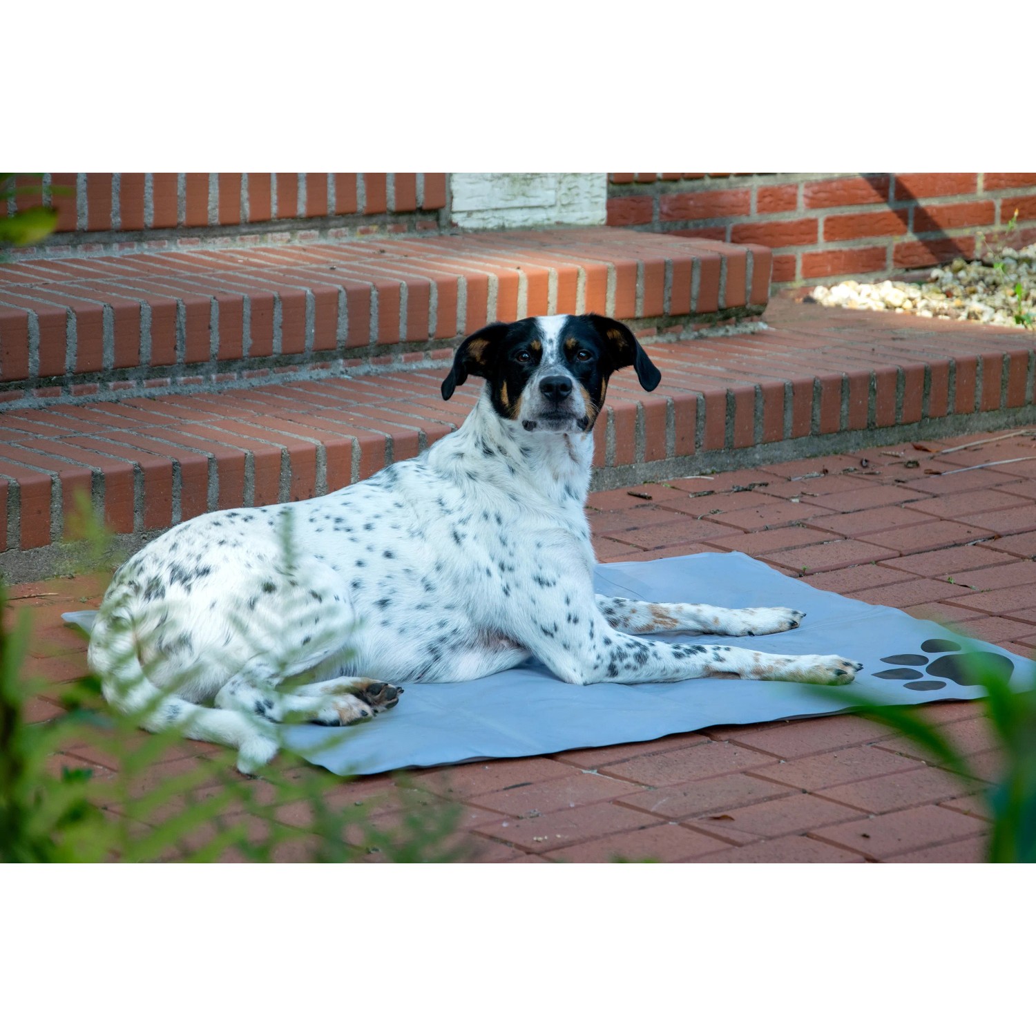 Hund liegt auf grauer Kühlmatte mit Pfotenmuster (99,5x70cm) von Dobar.