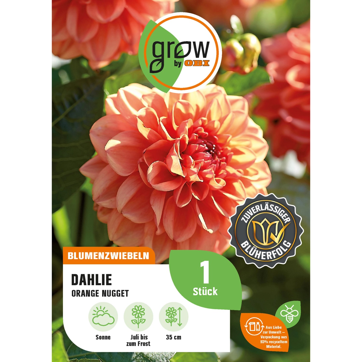 GROW by OBI Dahlie Orange Nugget Höhe ca. 35 cm günstig online kaufen