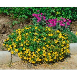 Gelbes Potentilla Nana Fingerkraut als Bodendecker im 9x9 cm Topf.