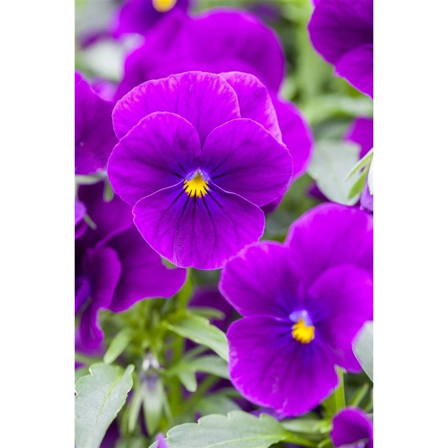 Viola Cornuta Hornveilchen Hansa Ca 9x9 cm Topf günstig online kaufen