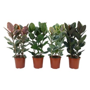 Gummibaum (Ficus elastica) mit 3 Stämmen, ca. 80-90cm hoch, in verschiedenen Blattfarben.