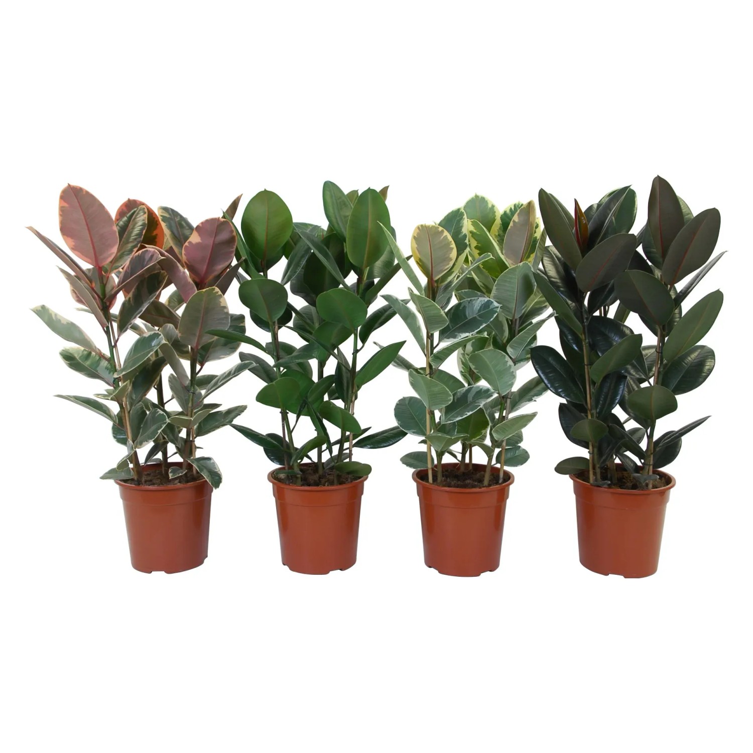 Gummibaum 3er Stamm 80-90 cm Topf  27 cm Ficus elastica kaufen bei OBI