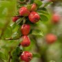 Immergrüner Cotoneaster 'Coral Beauty' mit roten Beeren und grünen Blättern.