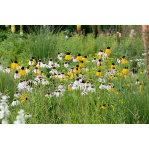 Gelber Sonnenhut (Echinacea Paradoxa) im Gartenbeet, ca. 9x9 cm Topf.