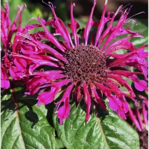 Nahaufnahme der rosa-roten Blüte der Indianernessel 'Croftway Pink' Staude.