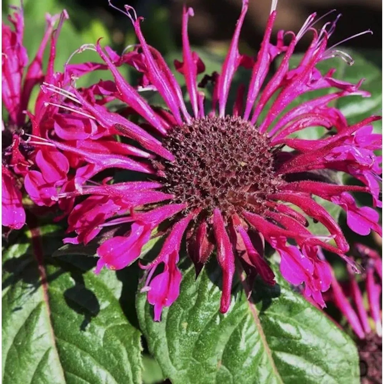 Indianernessel Croftway Pink - Monarda fistulosa