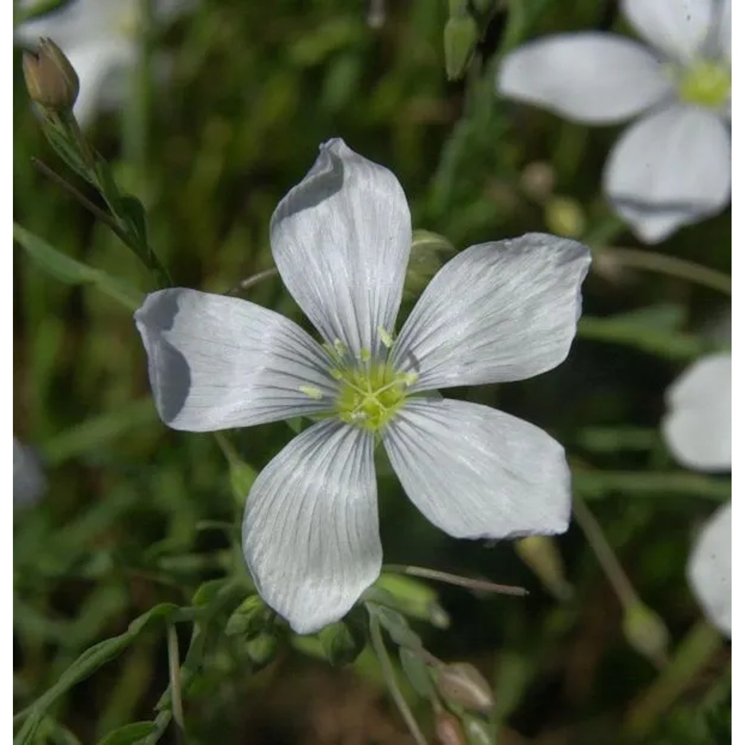 Lein Album - Linum perenne