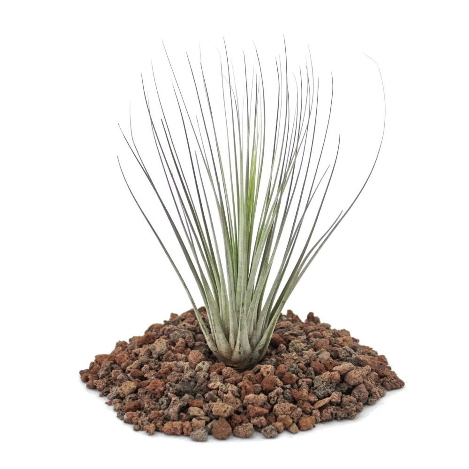 Exotenherz Tillandsia Juncea Lose Pflanze Klein