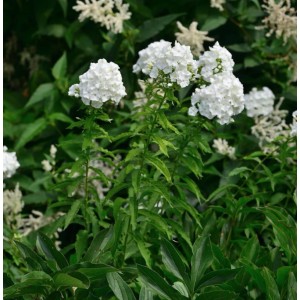 Hohe Flammenblume 'JS Anne' (Phlox paniculata) mit weißen Blüten im Garten.