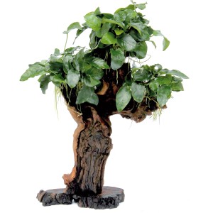 Dennerle Aquariumpflanze Mbuna mit Anubias Nana auf Wurzelholz, für Aquarien.