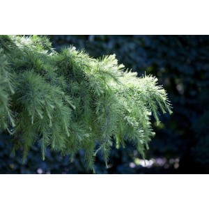 Detailaufnahme der blaugrünen Nadeln einer hängenden Himalaya-Zeder (Cedrus Deodara Pendula).