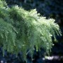 Detailaufnahme der blaugrünen Nadeln einer hängenden Himalaya-Zeder (Cedrus Deodara Pendula).