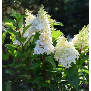 Rispenhortensie Magical Matterhorn 30-40cm - Hydrangea paniculata