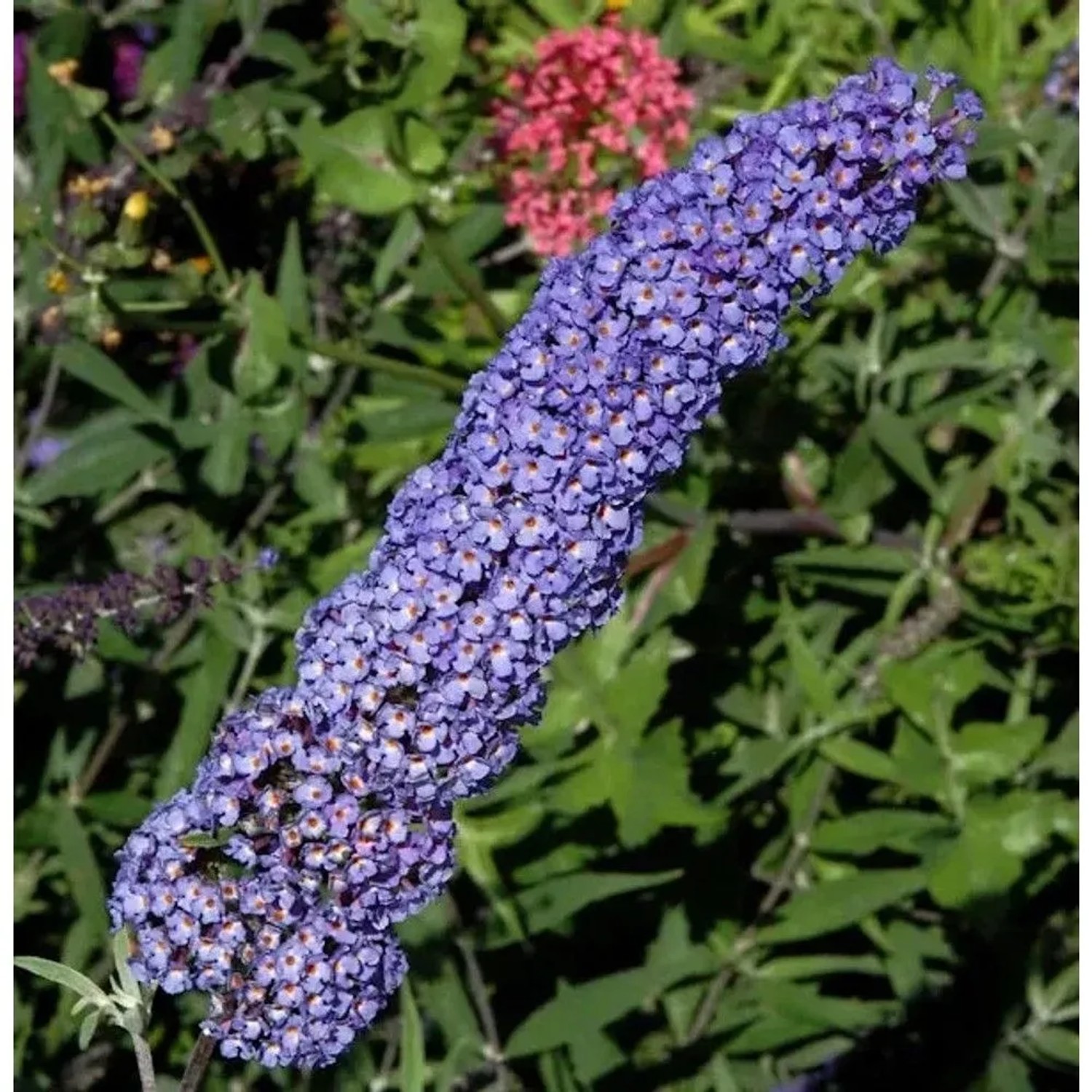 Sommerflieder Darts Papillion Blue 100-125cm - Buddleja