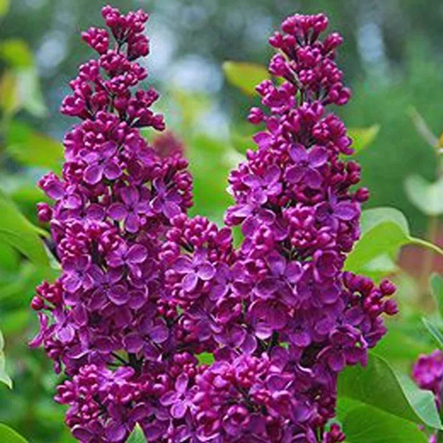 Edelflieder 'Andenken an Ludwig Späth' Syringa vulgaris 60 bis 80 cm im Container Duftende Blüten