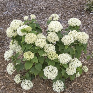 Zwerg-Hortensie Bianchetta mit weißen Blütenbällen im Garten.